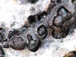 Cesarolite - immagine e campione dal sito del mineral dealer Dakota Matrix